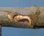 http://shouragroup.com/Images/gallery/Fruits/APPLE.borer.jpg